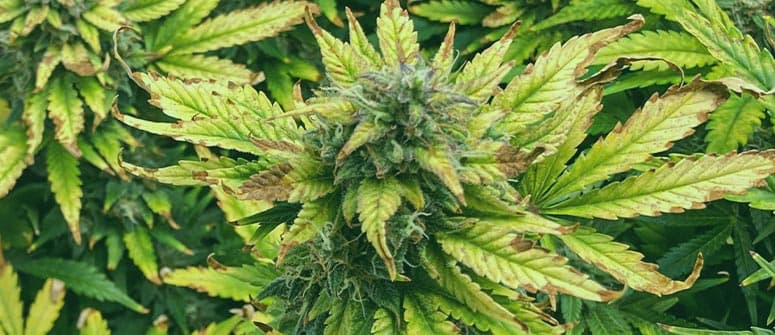 Quand ne faut-il pas s’inquiéter du jaunissement des feuilles de cannabis ?
