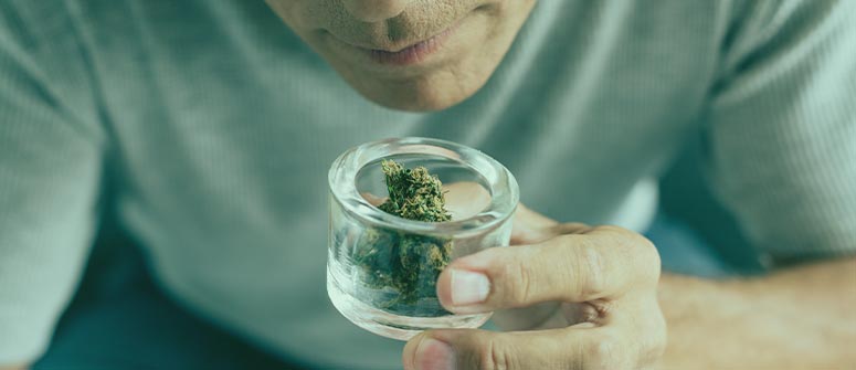 ¿se pueden conseguir las cosechas de marihuana que prometen los bancos de semillas?