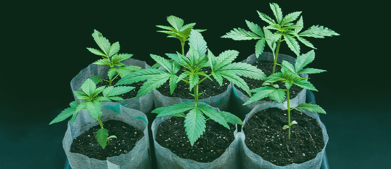 Cómo criar tus propias variedades de marihuana