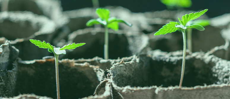 Wie man seine eigenen cannabissorten züchtet