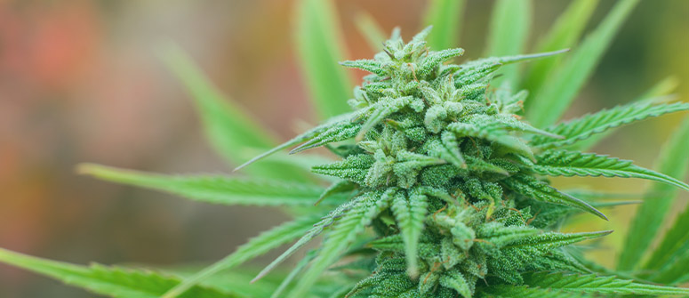 Cannabis-regeneration: vor- und nachteile