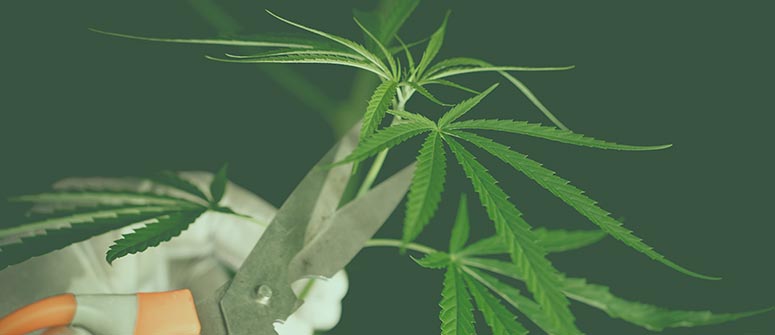 Wie man blühende cannabispflanzen entlaubt
