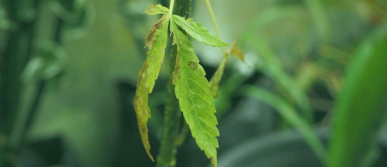 Cómo defoliar la marihuana: guía completa