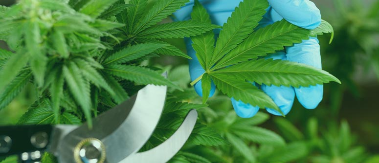 Entlaubung von cannabis: ein umfassender leitfaden