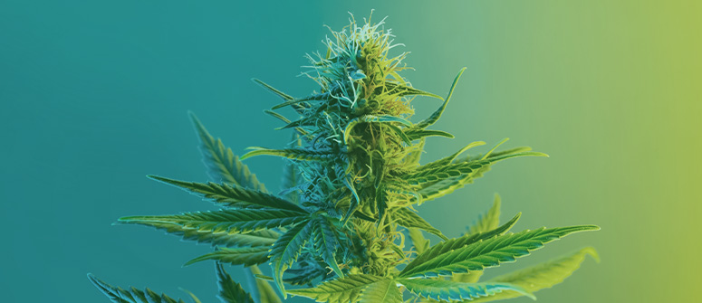 ¿qué son las semillas de marihuana híbridas f1?