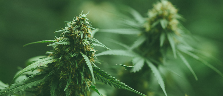 Cosa sono i semi di cannabis ibridi f1?