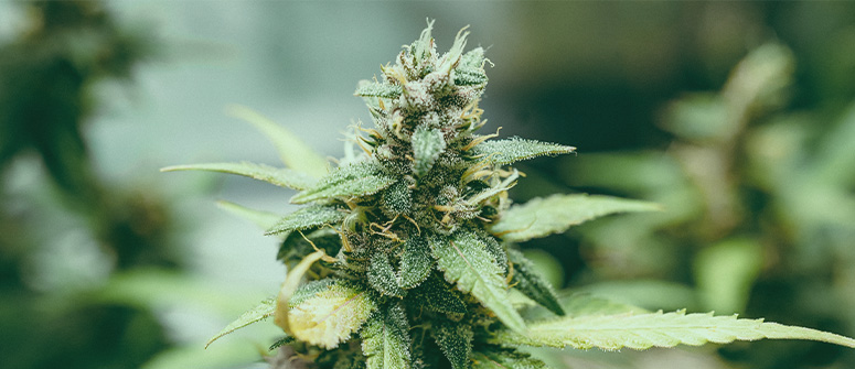 Cosa sono i semi di cannabis ibridi f1?