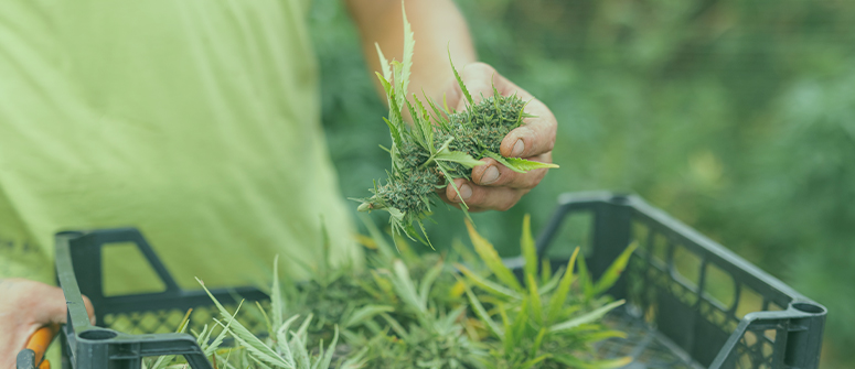 Guía de fim para marihuana: todo lo que debes saber