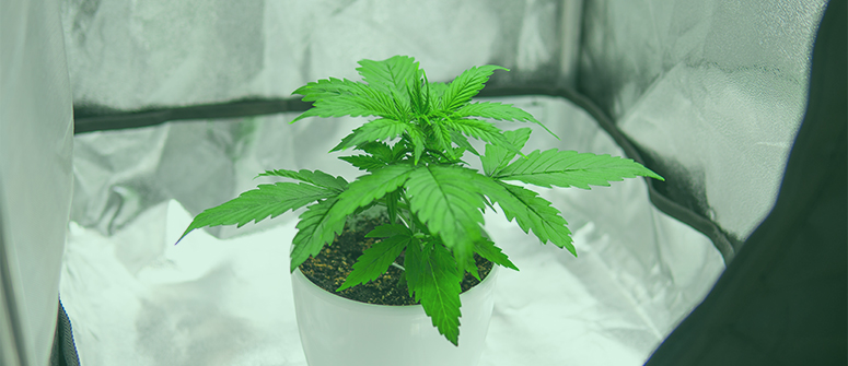 Wie man cannabis in einem schrank anbaut