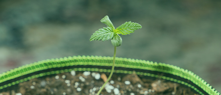Cómo cultivar marihuana con poco presupuesto