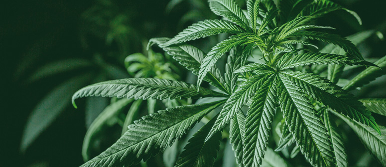 Quanto puoi ridurre i costi di coltivazione della cannabis indoor?