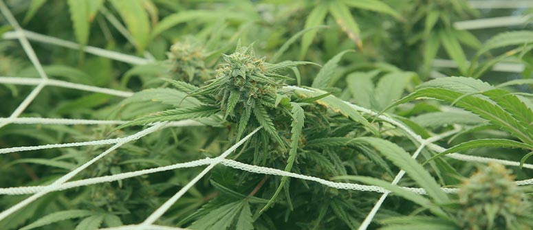 Wie viele cannabispflanzen kann man pro quadratmeter anbauen?