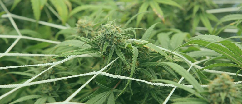 How many weed plants can you grow per square metre?