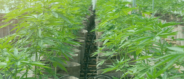 Combien de plants de cannabis peut-on cultiver par mètre carré ?