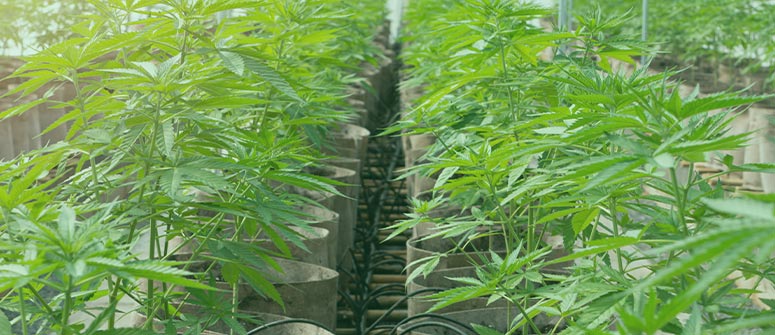 How many weed plants can you grow per square metre?