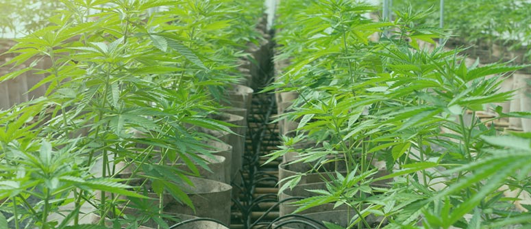 How many weed plants can you grow per square metre?