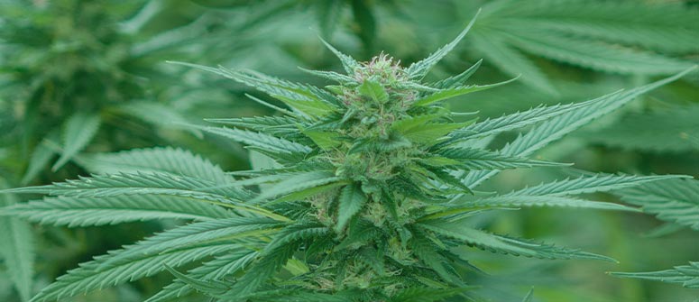 Cosa sono gli ibridi di cannabis?