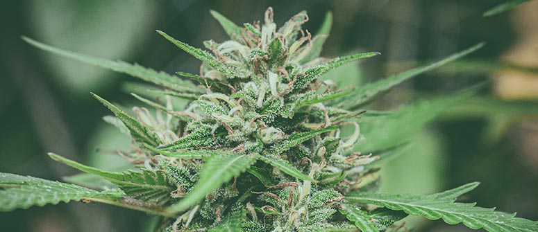 Qu’est-ce que le cannabis hybride ?