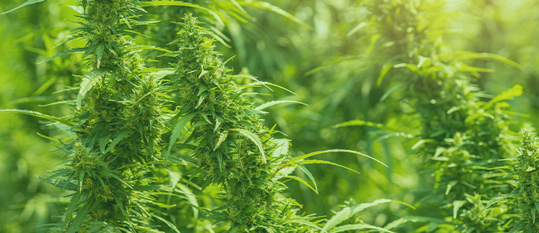 What are landrace cannabis strains?