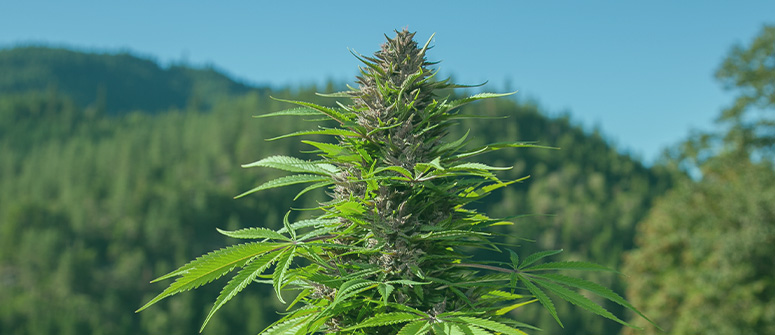 What are landrace cannabis strains?