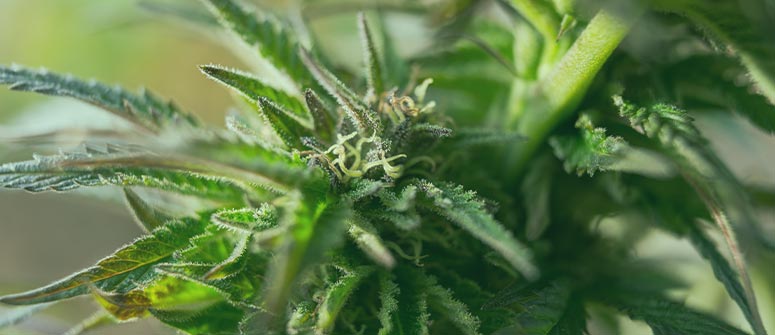 Choose the appropriate strain for your grow room
