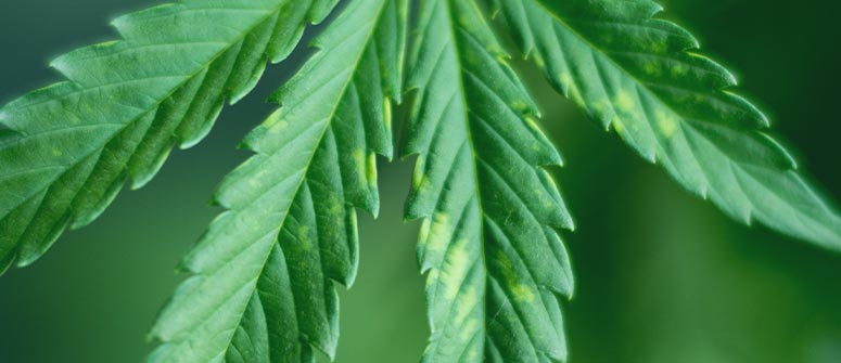 ¿por qué las hojas de mi marihuana apuntan hacia arriba?