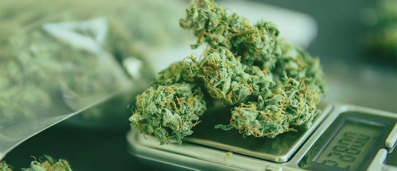 4 Ways To Measure Weed Without Scales - Zamnesia UK