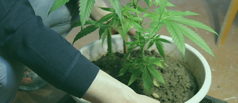 Cannabis Micro Growing How-To Guide