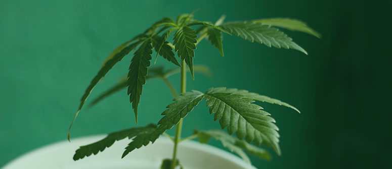 Micro growing cannabis: how to