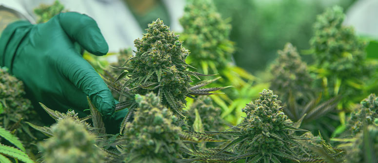 Monster-cropping: so wendest du diese cannabis-trainingstechnik an