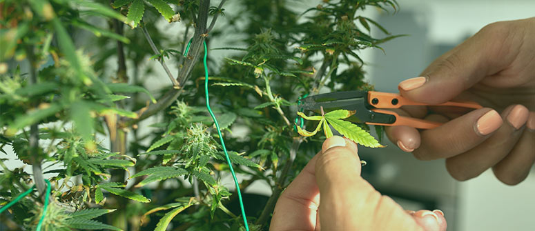 Monster-cropping: so wendest du diese cannabis-trainingstechnik an