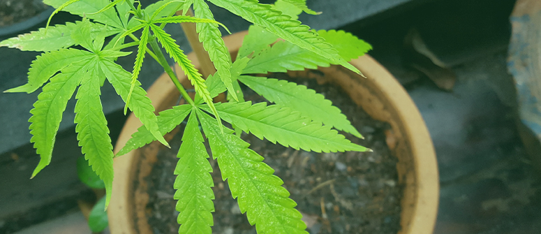 How to move indoor cannabis outdoors