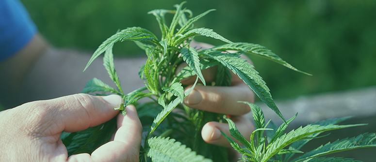 Cómo mover las plantas de marihuana de interior al exterior