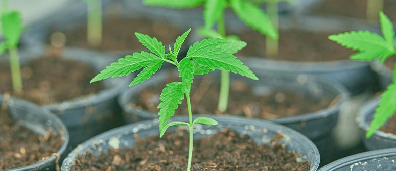 Dove posso acquistare il pacciame per le mie piante di cannabis?