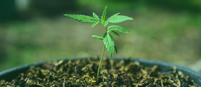 How to grow healthier cannabis with mulch