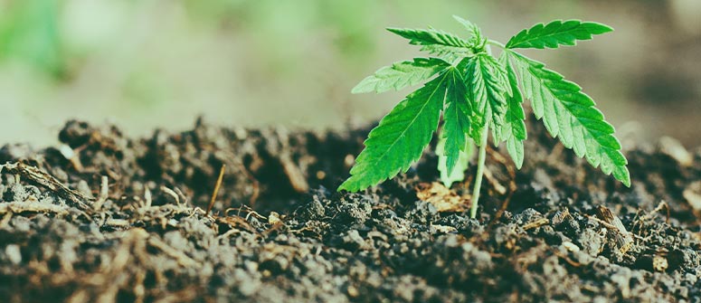 Wie man mit mulch gesündere cannabispflanzen anbaut