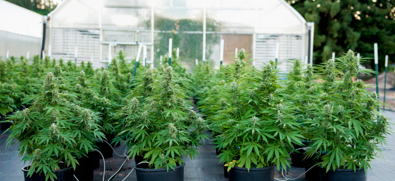 Royal queen seeds bringt die allerersten f1-hybrid-samen auf den cannabismarkt 