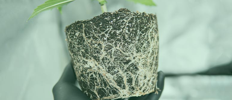 Come potare le radici delle piante di cannabis