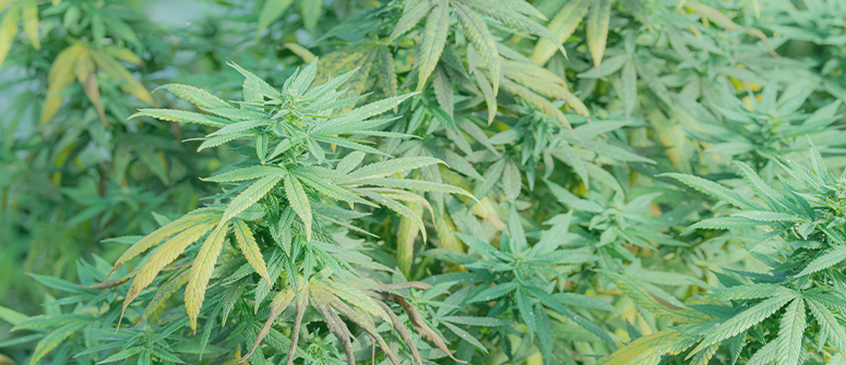 Come affrontare l'aggrovigliamento delle radici nella cannabis