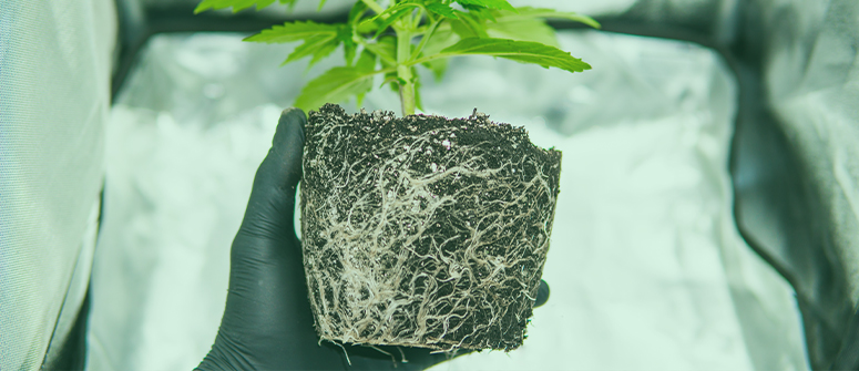 Cómo corregir las raíces enredadas de la marihuana