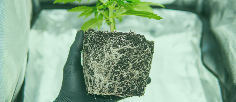 How to fix root-bound cannabis