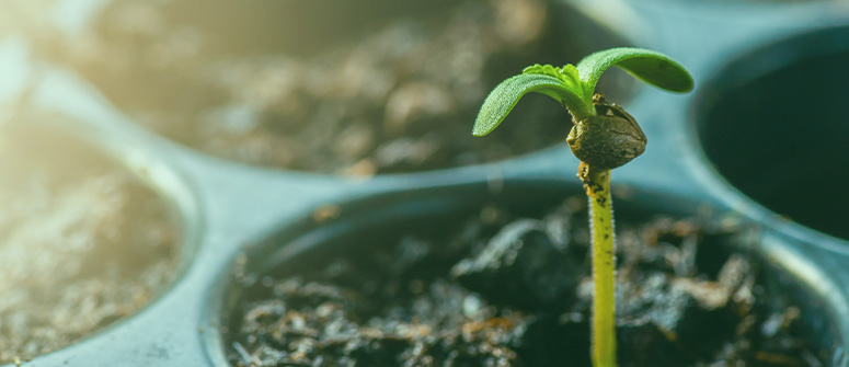 Todo lo que necesitas saber sobre las plántulas de marihuana