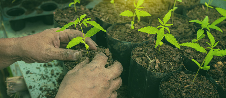 3. caring for cannabis seedlings: 6 important factors