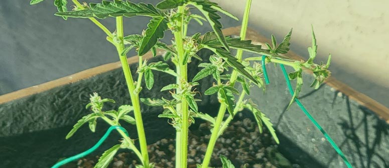 Cómo aplicar el supercropping para conseguir mayores cosechas de marihuana: guía completa