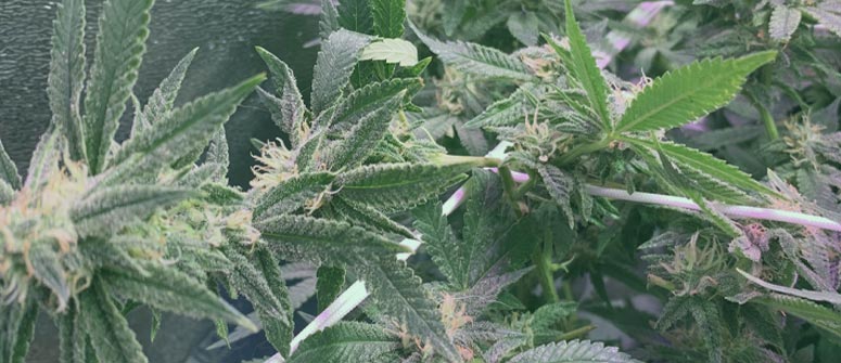 Cómo aplicar el supercropping para conseguir mayores cosechas de marihuana: guía completa