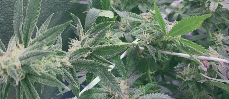 Il supercropping per maggiori raccolti di cannabis: guida completa