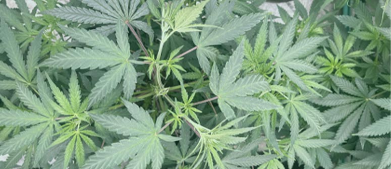 How long do weed plants take to recover from super cropping?