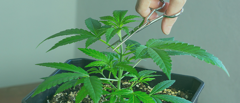 How to top cannabis plants