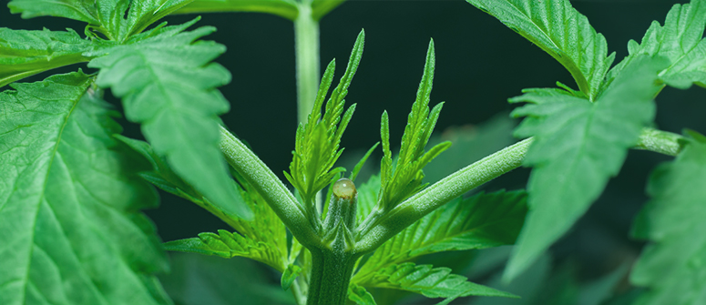 How to top cannabis plants