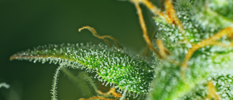 What are cannabis trichomes and why are they important?